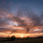 Large flock of starlings creating swirling patterns in the sky at sunset over a rural landscape